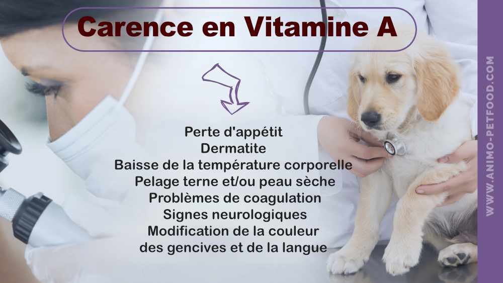 signes-de-carence-en-vitamine-a-chez-le-chien